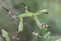 Aristolochia indica